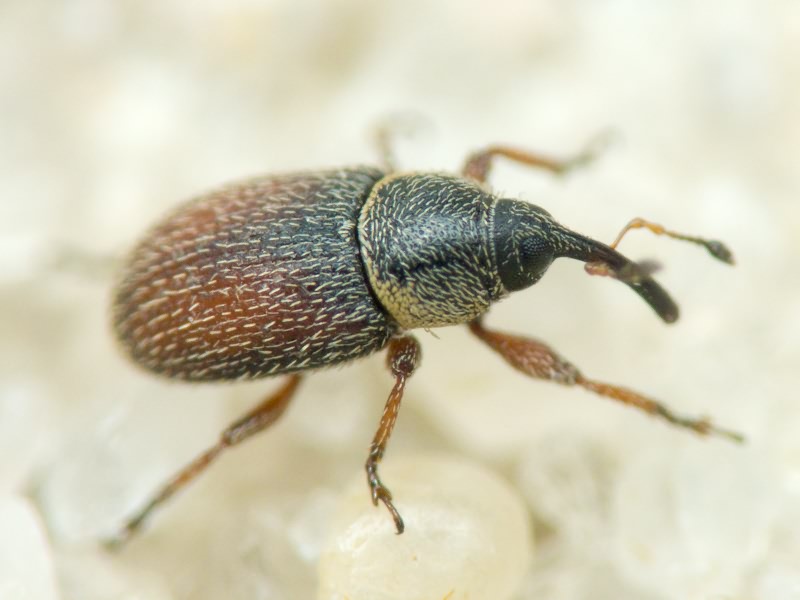 Mecinus plantaginis (Eppelsheimer, 1875)